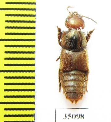 Staphylinidae sp.  Peru (myrmecophilous)   - INSECTS-STORE.RU