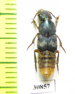 Staphylinidae sp.  Peru - INSECTS-STORE.RU