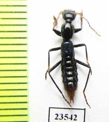 Staphylinidae sp.  Peru - INSECTS-STORE.RU