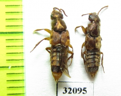 Staphylinidae sp.  Peru - INSECTS-STORE.RU