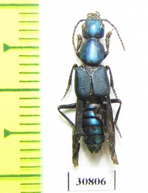 Staphylinidae sp.  Peru - INSECTS-STORE.RU