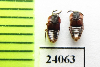 Staphylinidae sp.  Russia, Tver reg. (myrmecophilous) - INSECTS-STORE.RU