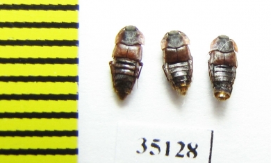 Staphylinidae sp.  Russia, Tver reg. (myrmecophilous) - INSECTS-STORE.RU