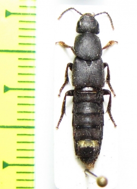 Staphylinidae sp.  Russia, Far East - INSECTS-STORE.RU