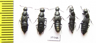 Staphylinidae sp.  Russia, Far East - INSECTS-STORE.RU