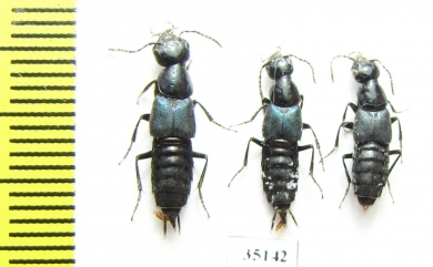 Staphylinidae sp.  Russia, Far East - INSECTS-STORE.RU