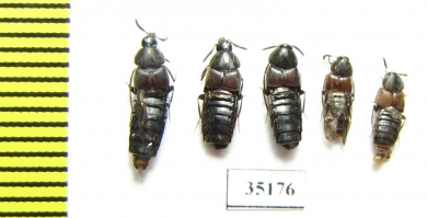 Staphylinidae sp.  Russia, Far East - INSECTS-STORE.RU