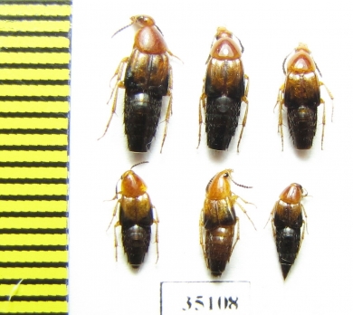 Staphylinidae sp.  Russia, Far East - INSECTS-STORE.RU