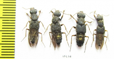 Staphylinidae sp.  Russia, Far East - INSECTS-STORE.RU