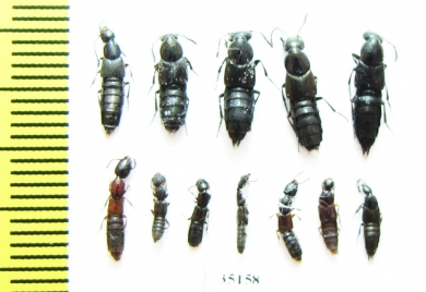 Staphylinidae sp.  Russia, Tver reg. - INSECTS-STORE.RU