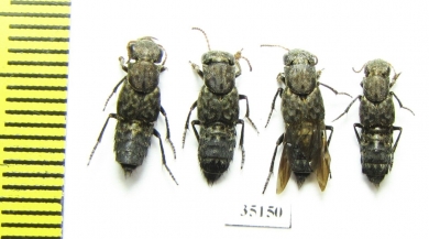 Staphylinidae sp.  Russia, Tver reg. - INSECTS-STORE.RU