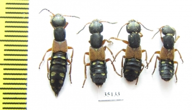 Staphylinidae sp.  Russia, Tver reg. - INSECTS-STORE.RU