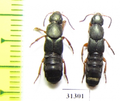 Staphylinidae sp.  Russia, Tver reg. - INSECTS-STORE.RU