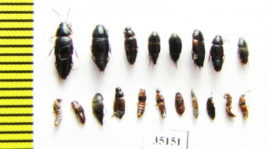 Staphylinidae sp.  Russia, Tver reg. - INSECTS-STORE.RU