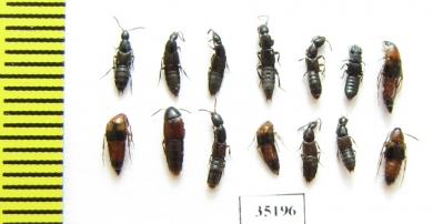 Staphylinidae sp.  Russia, Tver reg. - INSECTS-STORE.RU