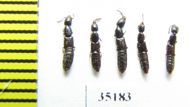 Staphylinidae sp.  Russia, Tver reg. (from Ant hill) - INSECTS-STORE.RU