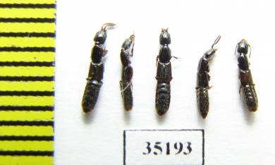 Staphylinidae sp.  Russia, Tver reg. (from Ant hill) - INSECTS-STORE.RU