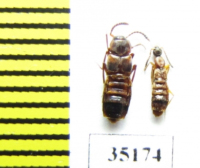 Staphylinidae sp.  Russia, Tver reg. (myrmecophilous) - INSECTS-STORE.RU