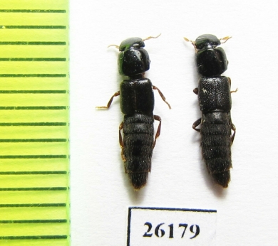 Staphylinidae sp.  South Africa Rep. - INSECTS-STORE.RU