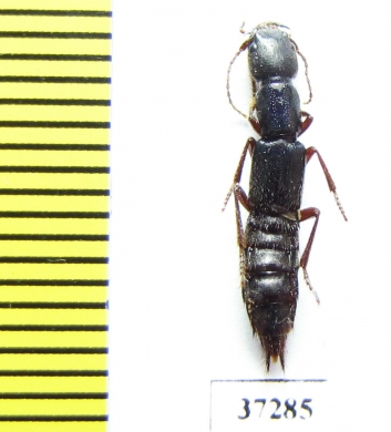 Staphylinidae sp.  South Africa Rep. - INSECTS-STORE.RU