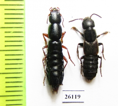 Staphylinidae sp.  South Africa Rep. - INSECTS-STORE.RU