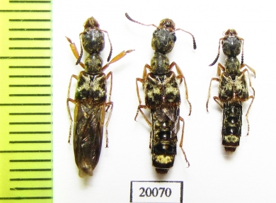 Staphylinidae sp.  Thailand - INSECTS-STORE.RU