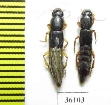 Staphylinidae sp.  Thailand - INSECTS-STORE.RU