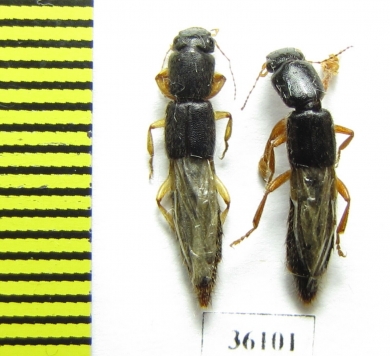 Staphylinidae sp.  Thailand - INSECTS-STORE.RU