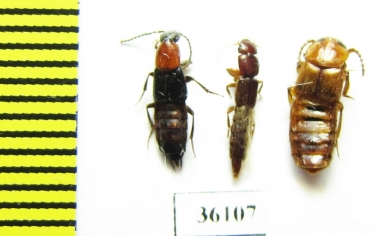Staphylinidae sp.  Thailand - INSECTS-STORE.RU