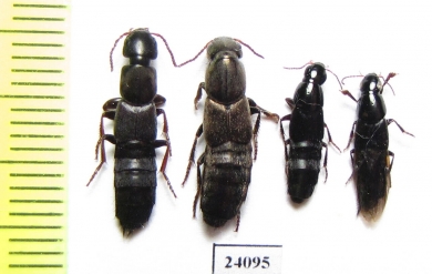 Staphylinidae sp.  Turkey, Mugla prov. - INSECTS-STORE.RU