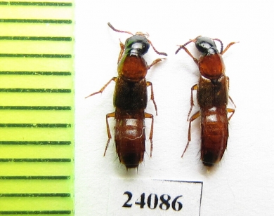 Staphylinidae sp.  Turkey, Mugla prov. - INSECTS-STORE.RU