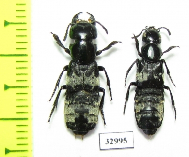 Creophilus maxillosus, pair  Russia, Tver reg. - INSECTS-STORE.RU