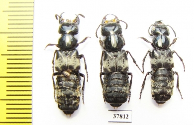 Creophilus maxillosus  Russia, Tver reg. - INSECTS-STORE.RU