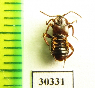 Lomechusoides strumosus  Russia, Tver reg. (myrmecophilous) - INSECTS-STORE.RU