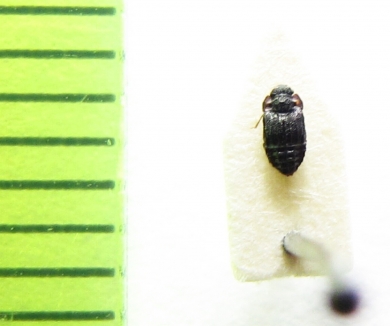 Micropeplus caelatus  Belorussia - INSECTS-STORE.RU