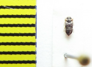 Micropeplus fulvus  Belorussia - INSECTS-STORE.RU