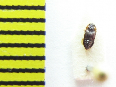 Micropeplus marietti  Belorussia - INSECTS-STORE.RU