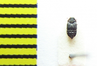 Micropeplus porcatus  Belorussia - INSECTS-STORE.RU