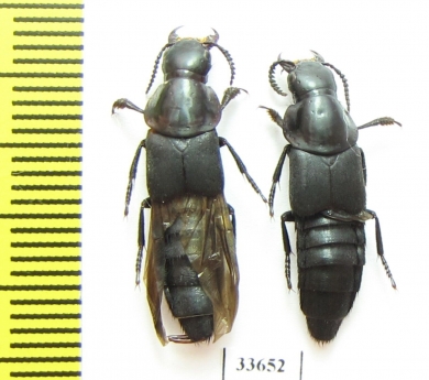 Velleius dilatatus  Russia, Tver reg. - INSECTS-STORE.RU