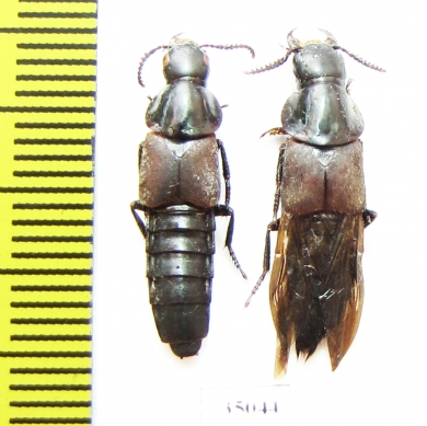 Velleius sp.  Russia, Far East - INSECTS-STORE.RU