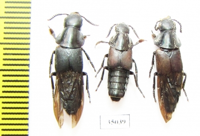 Velleius sp.  Russia, Far East - INSECTS-STORE.RU