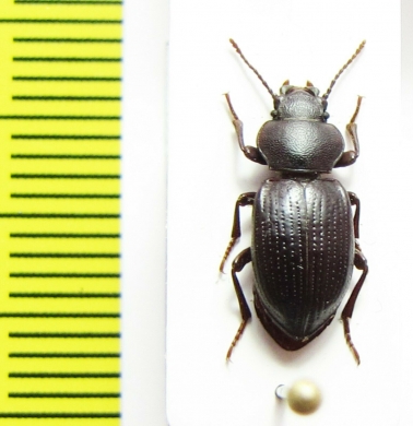 Peltolobus waterhousei  Chile - INSECTS-STORE.RU