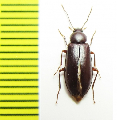 Penaus penai  Chile - INSECTS-STORE.RU