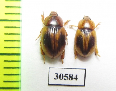 Phaleria maculata  Chile - INSECTS-STORE.RU