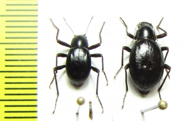 Philorea brevicornis, pair  Chile - INSECTS-STORE.RU