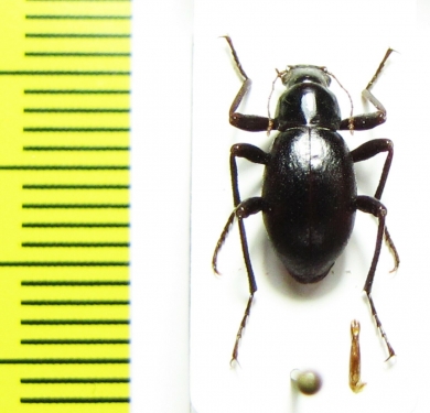 Philorea sp.  Chile - INSECTS-STORE.RU