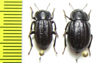 Plathestes burmeisteri, pair  Chile - INSECTS-STORE.RU