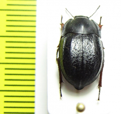 Praocis bicarinata  Chile - INSECTS-STORE.RU