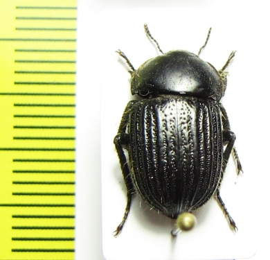 Praocis chevrolatii nigra  Chile - INSECTS-STORE.RU