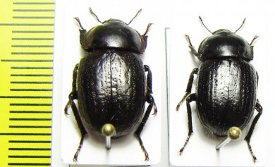 Praocis chevrolatii  Chile - INSECTS-STORE.RU